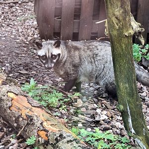 Asian Palm Civet