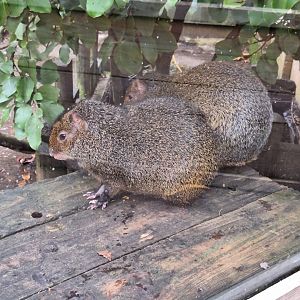 Azara's Agoutis