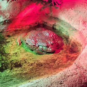 African Bullfrog