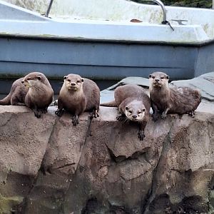 Asian Small-clawed Otters