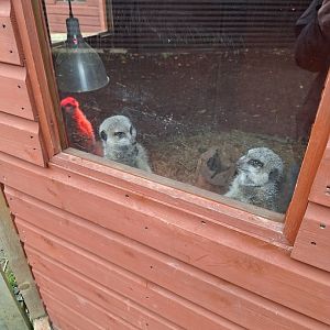 Meerkats