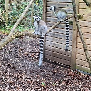 Ring-tailed Lemurs