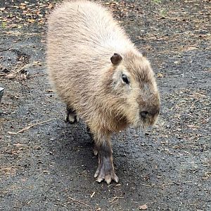 Capybara