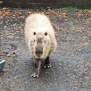 Capybara