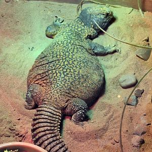 Uromastyx