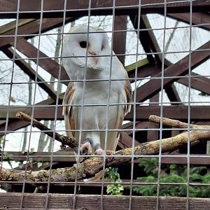 Barn Owl