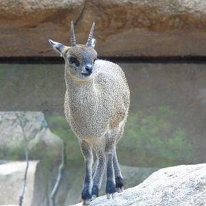 Ethiopian klipspringer