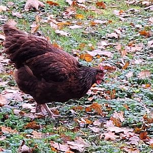 Chicken Breed ID - Telford's Exotic Zoo