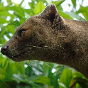 Fossa