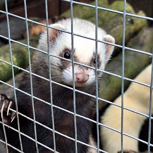 Ferret