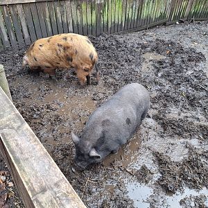 Oxford Sandy-and-Black Pig and Micro Pig