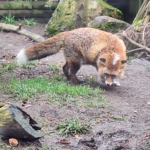 Red Fox