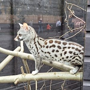 Genet