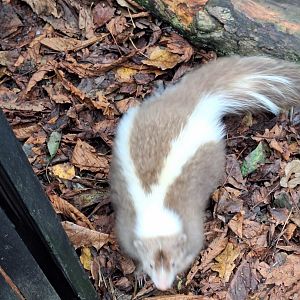 Striped Skunk