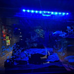 Blind Cave Tetra tank