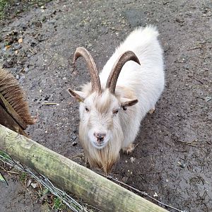 Pygmy Goat