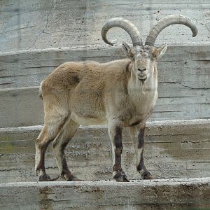South-east Spanish ibex