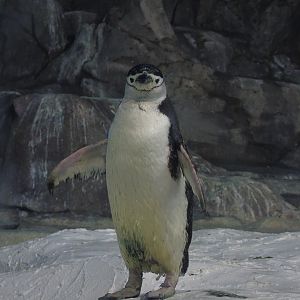 Chinstrap pinguin