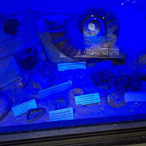 Ammonite Fossil Display