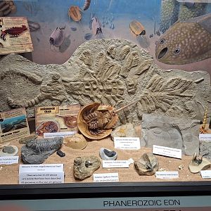 Trilobite Fossil Display