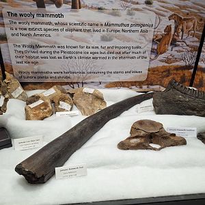 Mammoth Fossil Display