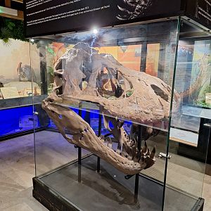 Replica Tyrannosaurus Skull