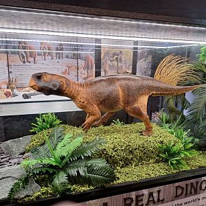 Psittacosaurus Model