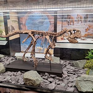 Psittacosaurus Skeleton