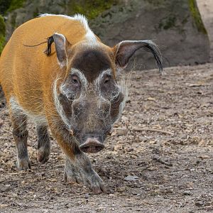 Red River hog (Potamochoerus porcus)