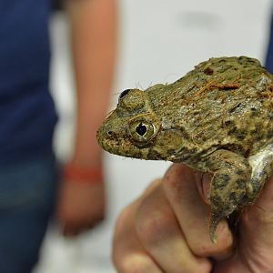 Crowned bullfrog (Hoplobatrachus occipitalis)