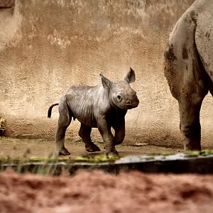 Baby Black Rhino