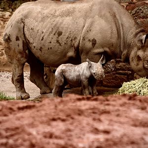 Baby Black Rhino & Mum