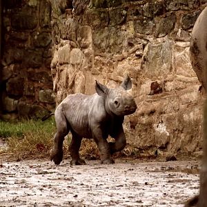 Baby Black Rhino