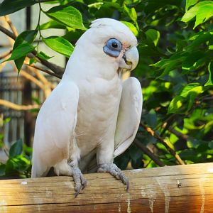 Little Corella (Cacatua sanguinea)