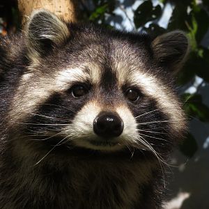 "Wally" the Northern Raccoon (Procyon lotor)