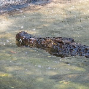 Nile Crocodile (Crocodylus niloticus)