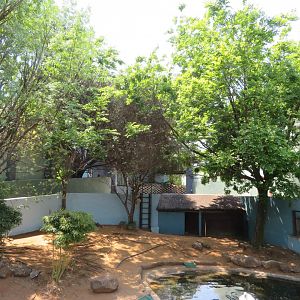Mute Swan Enclosure (Cygnus olor)