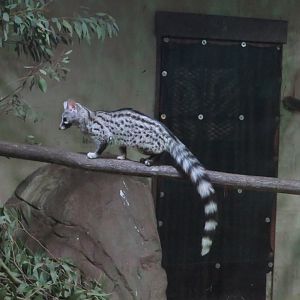 Small-spotted Genet (Genetta genetta)