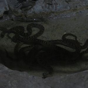 Yellow Anaconda Hatchlings