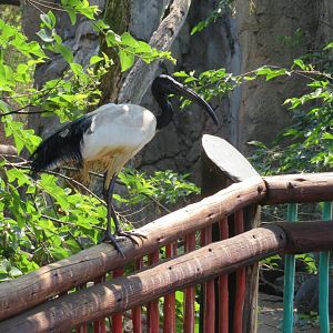 African Sacred Ibis (Threskiornis aethiopicus)
