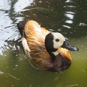 White-faced Whistling Duck (Dendrocygna viduata)