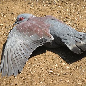 Specked Pigeon (Columba guinea)