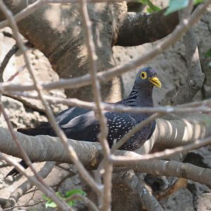 African Olive Pigeon (Columba arquatrix)