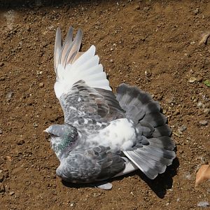Rock Pigeon (Columba livia)