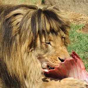 African Lion (Panthera leo)