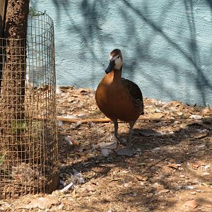 White-faced x Fulvous Whistling Duck Hybrid (Dendrocygna viduata x bicolor)