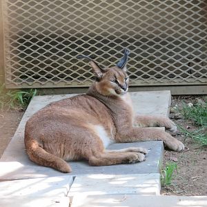 Caracal (Caracal caracal)