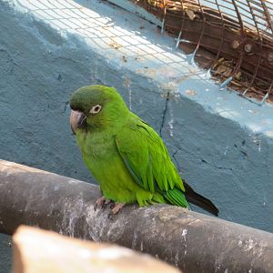 Blue-crowned Conure (Thectocercus acuticaudatus)
