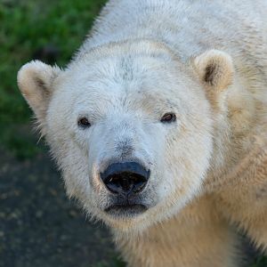Polar bear, YWP, UK