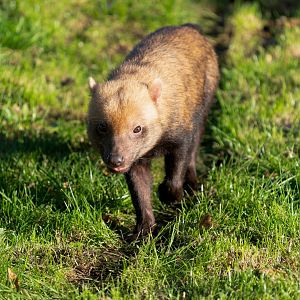 Bush dog, YWP, UK